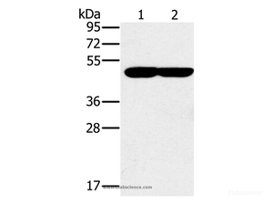 Western Blot analysis of K562 and 293T cell using PPOX Polyclonal Antibody at dilution of 1:200