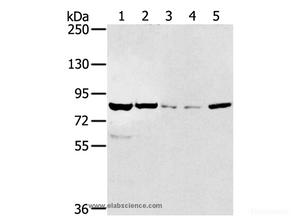 Western Blot analysis of HT-29 and hela cell, Mouse liver tissue, A549 and Jurkat cell using SIK1 Polyclonal Antibody at dilution of 1:250