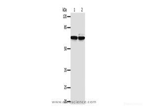 Western Blot analysis of 293T and Hela cells using PIF1 Polyclonal Antibody at dilution of 1/500