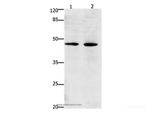 Western Blot analysis of Hepg2 and Hela cell using Dap3 Polyclonal Antibody at dilution of 1:900