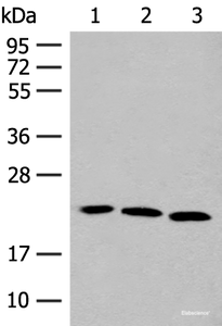 Western blot analysis of A549 HUVEC and 231 cell lysates using FGF10 Polyclonal Antibody at dilution of 1:200
