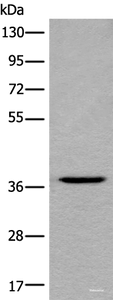 Western blot analysis of HEPG2 cell lysate using LDAH Polyclonal Antibody at dilution of 1:600