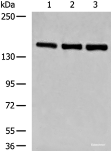 Western blot analysis of NIH/3T3 K562 and HepG2 cell lysates using LPIN1 Polyclonal Antibody at dilution of 1:850