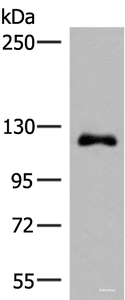 Western blot analysis of A375 cell lysate using ARHGAP45 Polyclonal Antibody at dilution of 1:700