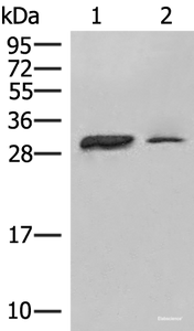 Western blot analysis of Raji cell Human spleen tissue lysates using HLA-DPA1 Polyclonal Antibody at dilution of 1:400