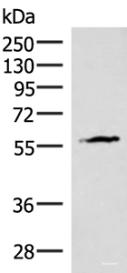 Western blot analysis of Mouse heart tissue lysate using INSM2 Polyclonal Antibody at dilution of 1:400