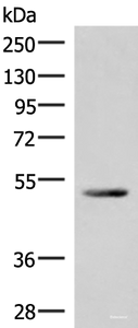 Western blot analysis of Mouse heart tissue lysate using IRX4 Polyclonal Antibody at dilution of 1:400