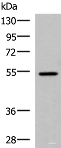 Western blot analysis of HepG2 cell lysate using ISM1 Polyclonal Antibody at dilution of 1:1000