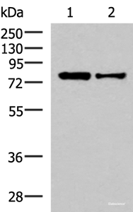 Western blot analysis of HepG2 and Hela cell lysates using KHSRP Polyclonal Antibody at dilution of 1:1000