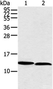 Western blot analysis of PC3 and hela cell using NDUFB3 Polyclonal Antibody at dilution of 1:350