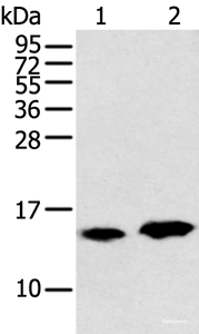 Western blot analysis of Rat heart tissue and Mouse brain tissue using CARTPT Polyclonal Antibody at dilution of 1:350