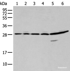 Western blot analysis of 293T A549 and Hela cell using SFN Polyclonal Antibody at dilution of 1:250