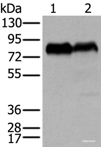 Western blot analysis of PC-3 and K562 cell lysates using CD55 Polyclonal Antibody at dilution of 1:350