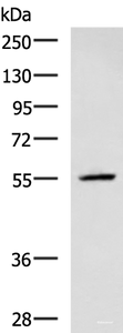 Western blot analysis of A549 cell lysate using CEP57 Polyclonal Antibody at dilution of 1:600