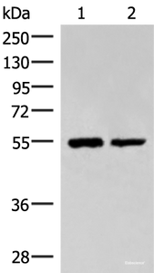 Western blot analysis of Raji and K562 cell lysates using RUVBL1 Polyclonal Antibody at dilution of 1:2200