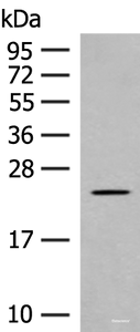 Western blot analysis of Rat heart tissue lysate using CLEC3B Polyclonal Antibody at dilution of 1:650