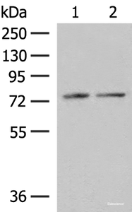 Western blot analysis of RAW264.7 and NIH/3T3 cell lysates using PDIA4 Polyclonal Antibody at dilution of 1:250