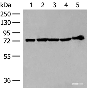 Western blot analysis of 293T cell and Mouse heart tissue lysates using CALCOCO1 Polyclonal Antibody at dilution of 1:300