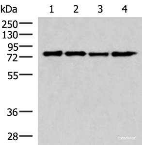 Western blot analysis of 293T cell lysates using AKAP17A Polyclonal Antibody at dilution of 1:650