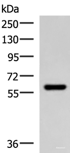 Western blot analysis of Mouse skeletal muscle tissue lysate using MYOT Polyclonal Antibody at dilution of 1:900