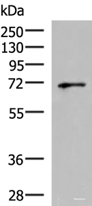 Western blot analysis of PC3 cell lysate using GSPT2 Polyclonal Antibody at dilution of 1:600