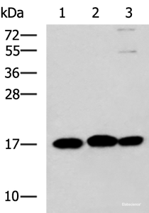 Western blot analysis of 231 HL60 and Jurkat cell lysates using RPS14 Polyclonal Antibody at dilution of 1:700