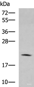 Western blot analysis of RAW264.7 cell lysate using MARCKSL1 Polyclonal Antibody at dilution of 1:750