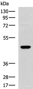 Western blot analysis of TM4 cell lysate using DNAJA4 Polyclonal Antibody at dilution of 1:800