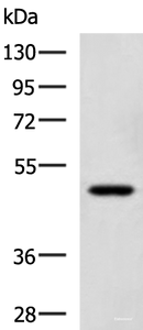 Western blot analysis of TM4 cell lysate using SNIP1 Polyclonal Antibody at dilution of 1:1150