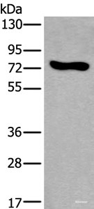 Western blot analysis of NIH/3T3 cell lysate using KEAP1 Polyclonal Antibody at dilution of 1:600
