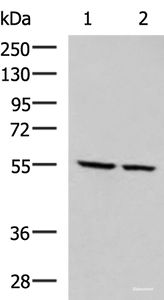 Western blot analysis of LOVO and LO2 cell lysates using ECM1 Polyclonal Antibody at dilution of 1:650