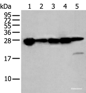 Western blot analysis of 293T cell lysates using HSPB1 Polyclonal Antibody at dilution of 1:250