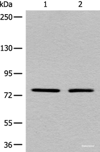 Western blot analysis of A431 and Raji cell lysates using MARK2 Polyclonal Antibody at dilution of 1:550