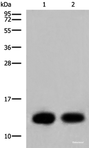 Western blot analysis of Mouse heart tissue and Human heart tissue lysates using COX6C Polyclonal Antibody at dilution of 1:800