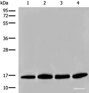 Western blot analysis of Human prostate tissue PC-3 A549 and TM4 cell lysates using HIST1H2BA Polyclonal Antibody at dilution of 1:500