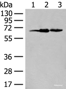 Western blot analysis of 293T cell lysates using EXOSC9 Polyclonal Antibody at dilution of 1:400