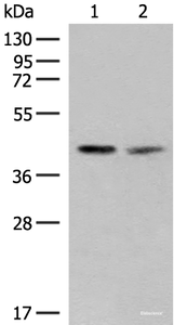 Western blot analysis of PC3 and HUVEC cell lysates using FAM84B Polyclonal Antibody at dilution of 1:400