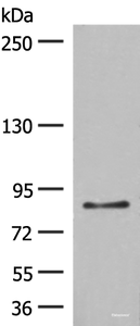 Western blot analysis of LO2 cell lysate using TAS1R3 Polyclonal Antibody at dilution of 1:400