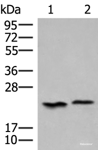 Western blot analysis of 293T cell lysates using HEBP1 Polyclonal Antibody at dilution of 1:450