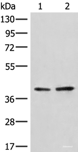 Western blot analysis of A172 and LO2 cell lysates using HNRNPA3 Polyclonal Antibody at dilution of 1:500