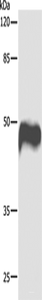 Western blot analysis of Hela cells using CASP1 Polyclonal Antibody at dilution of 1:1000