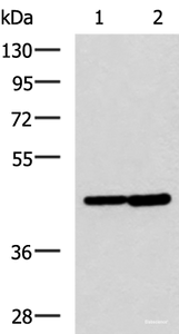 Western blot analysis of Hela and Jurkat cell lysates using LAMP3 Polyclonal Antibody at dilution of 1:600