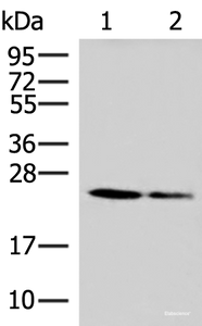 Western blot analysis of 293T and A549 cell lysates using CD63 Polyclonal Antibody at dilution of 1:800