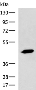 Western blot analysis of A431 cell lysate using ASB10 Polyclonal Antibody at dilution of 1:800