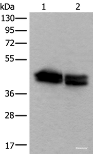 Western blot analysis of HEPG2 and NIH/3T3 cell lysates using TIA1 Polyclonal Antibody at dilution of 1:600