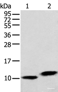 Western blot analysis of Hela cell and Human fetal liver tissue using MPC1 Polyclonal Antibody at dilution of 1:250