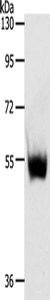 Western blot analysis of Mouse thymus tissue using SLC30A6 Polyclonal Antibody at dilution of 1:223