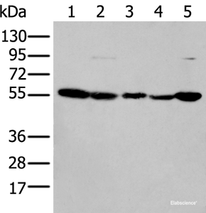 Western blot analysis of 293T cell lysates using PFKFB3 Polyclonal Antibody at dilution of 1:200
