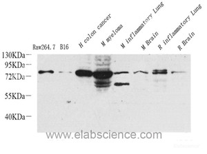 Western Blot analysis of various samples using COX2 Polyclonal Antibody at dilution of 1:1000.