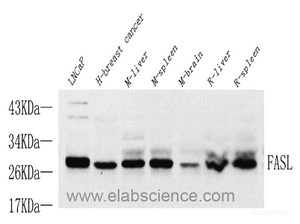 Western Blot analysis of various samples using FASLG Polyclonal Antibody at dilution of 1:1000.